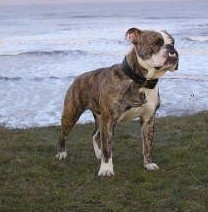 The front right side of a brindle with white Victorian Bulldog that is standing across a grass surface, it is looking to the right and there is a body of water behind it. The dog has an underbite that shows its white bottom teeth and a wide thick black collar.